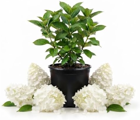 White Hydrangea Plant Live, Garden Shrub, 7-12" Tall, in Pot by PlantsSeedsBulbs