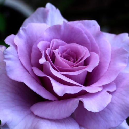 Climbing Rose Live Plant, Fragrant Ornamental Rose, 5-7 Inch Tall - Image 3