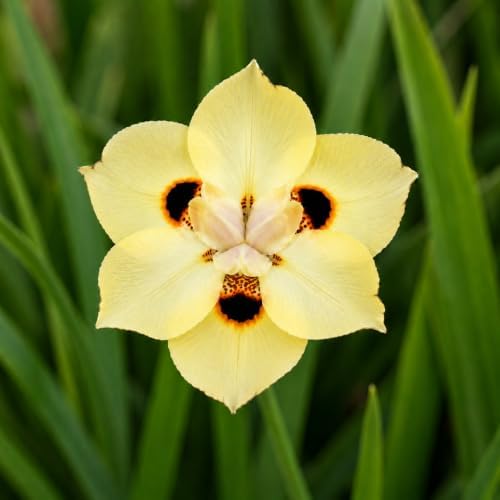 African Iris Yellow - 40 Live Plants - Dietes Vegeta - Drought Tolerant Groundcover Grass - Image 3