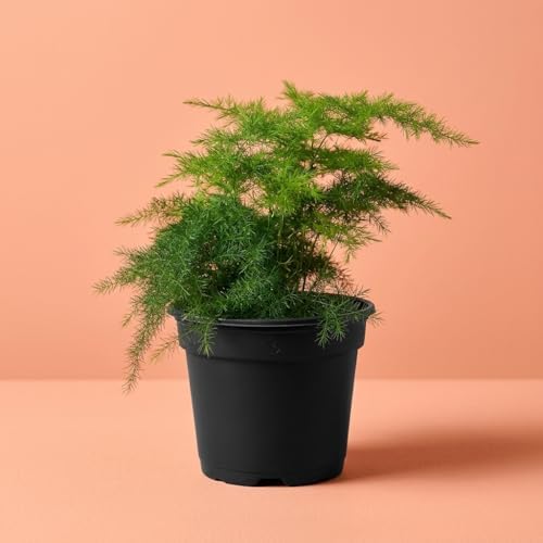 4 Inch Pot Asparagus Fern Live Plant, Soft Feathery Foliage, Easy Care Indoor Houseplant - Image 2