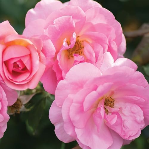 Perfect Plants Peachy Knock Out Rose Bush, 1 Gallon, Live Plant - Image 5