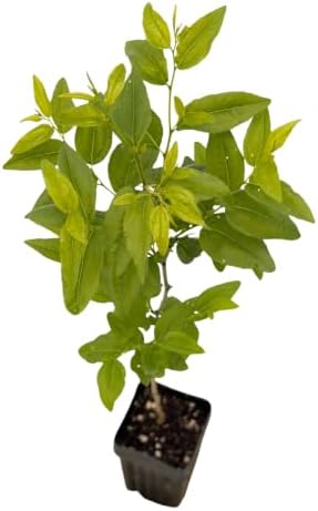 Jujube GA-866 Value Pack - 2 Plants - Edible Fruit Trees - Image 3
