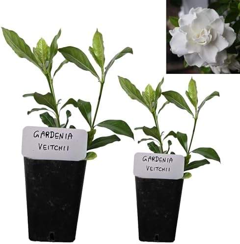 Daisy Ship Gardenia Veitchii Aromatic - 2 x 2 inch Cups by DaisyShip