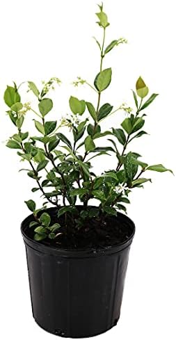American Plant Exchange Live Confederate Jasmine Plant with Fragrant White Flowers, Star Jasmine Plant, Plant Pot for Home and Garden Decor, 10" Pot by AmericanPlantExchange