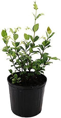American Plant Exchange Live Confederate Jasmine Plant with Fragrant White Flowers, Star Jasmine Plant, Plant Pot for Home and Garden Decor, 10" Pot by AmericanPlantExchange