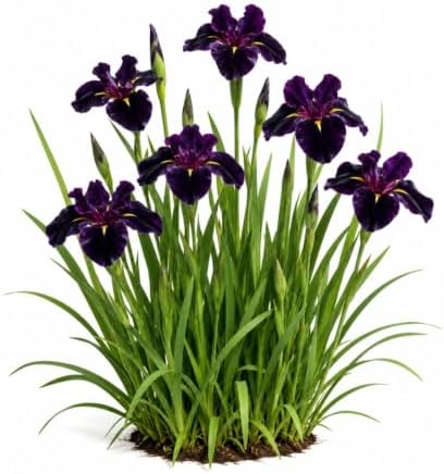 Votaniki Black Gamecock Louisiana Iris #1 Size Bare Root, Deep Purple 4 to 6 Inch Flowers for Rain Gardens, Water Gardens, Borders, Cut Flowers and Mass Planting by Votaniki