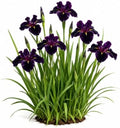 Votaniki Black Gamecock Louisiana Iris #1 Size Bare Root, Deep Purple 4 to 6 Inch Flowers for Rain Gardens, Water Gardens, Borders, Cut Flowers and Mass Planting by Votaniki