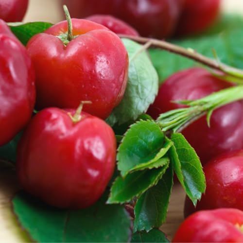 Barbados Cherry Live Plant, Fruit Tree, 5-7 Inch Tall - Image 2