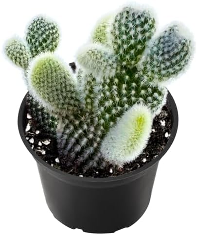 2-in Live Succulent Plants Bunny Ear Cactus, Easy Care & Drought Tolerant by TNG