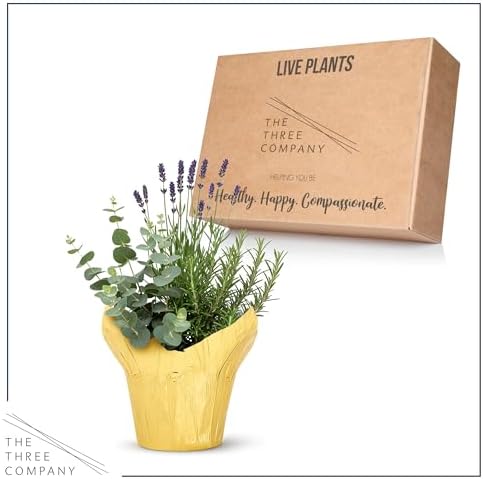 Herb Combo - Air Purifier, Rosemary, Lavender & Eucalyptus, Aromatic Plant Collection in Deco Cover, 12" Tall by 6" Wide in 1.25 Qt Pot - Image 4