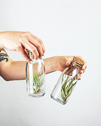 Shop Succulents - Live Assorted Tillandsia Air Plants, 50 Pack - Image 5