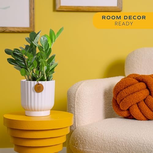 Costa Farms ZZ Plant, Live Indoor Plant, Air Purifying, Easy Care - Image 2