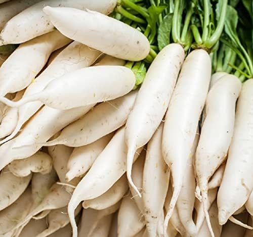 Japanese Daikon Radish Seeds for Planting - 100 Heirloom Non GMO Seeds - Full Planting Instructions to Plant & Grow a Home Vegetable Garden - Great Gardening Gift, 1 Packet by Axel%27s+Garden+Seeds
