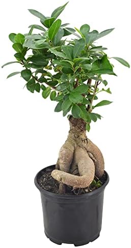 Arcadia Garden Products LV62 Ginseng Ficus Live Indoor Bonsai Plant in 6 in. Plastic Grower Pot, 6 Inch, Green *Sold By Amazon and Arcadia Garden Products* - Image 2