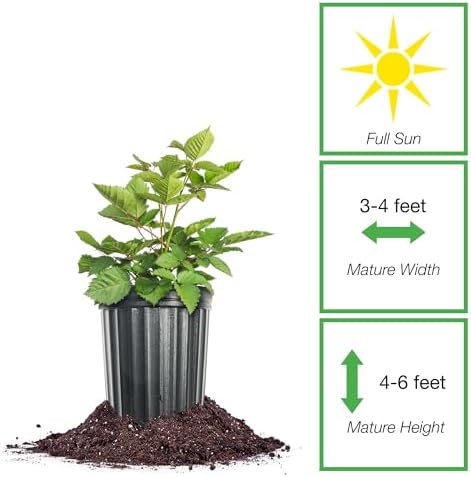 Perfect Plants Big Daddy BlackBerry, 1 Gallon, Thornless Bush - Image 2