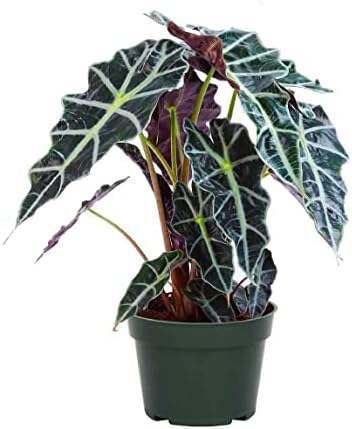 American Plant Exchange Alocasia Polly African Mask – 6-Inch with Pot – Live Easy Care Tropical Houseplant, Air Purifying Foliage for Home, Office, or Indoor Garden Decor by AmericanPlantExchange