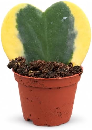 Hoya Heart Variegated Kerri Live Plant in 2-Inch Pot by NYCitySucculents