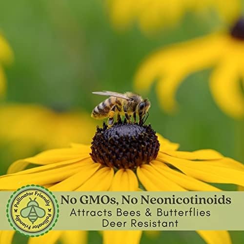 Clovers Garden Black Eyed Susan (Rudeckia) Plants – Two (2) Live Plants – Non-GMO - Not Seeds - Each 4" to 8" Tall – in 4" Inch Pots – Hardy Flowering Perennial, Pollinator Favorite - Image 3