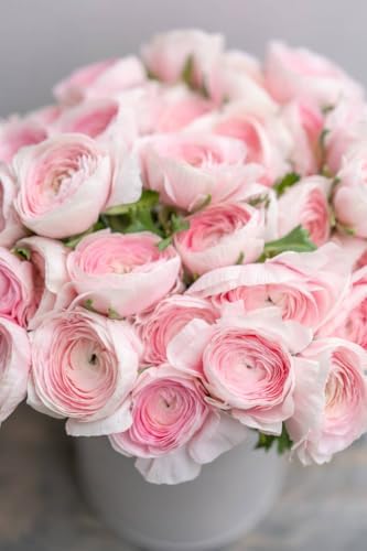 6 Mixed Color Ranunculus Bulbs for Planting, Assorted Pastel Double Buttercups, Spring or Fall Planting Bulbs for Vibrant Garden Blooms, Borders & Cut Flower Garden, Rose Bulb Wedding Flower Bulbs - Image 6