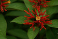 Mexican Firebush Live Plants (5-9") - Pack of 2 (Two) - Hamelia Patens Hummingbird Bush - Firecracker Shrub - Non-Stop Orange Blooms - Heat Tolerant Perennial Shrub - Fast Growing Pollinator Magnet by Unknown