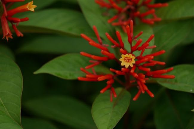 Mexican Firebush Live Plants (5-9") - Pack of 2 (Two) - Hamelia Patens Hummingbird Bush - Firecracker Shrub - Non-Stop Orange Blooms - Heat Tolerant Perennial Shrub - Fast Growing Pollinator Magnet by Unknown