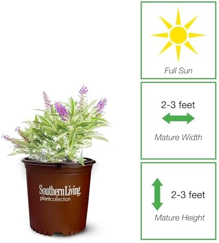 Perfect Plants Li'l Grape Butterfly Bush, 1 Gallon, Live Plant - Image 2