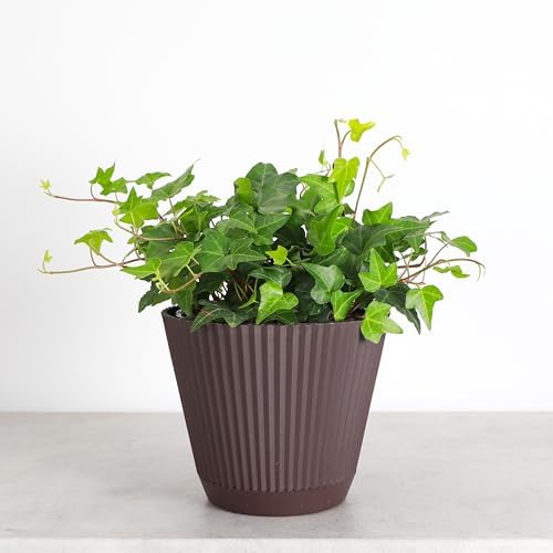 Live Hahn's Green Ivy Plant, Vining Indoor Plant, 6" Pot - Image 4