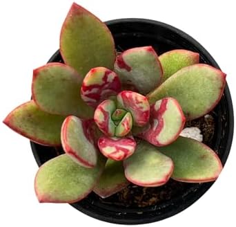 Sprout N Green Echeveria Huadan Live Succulent Plant - Image 2