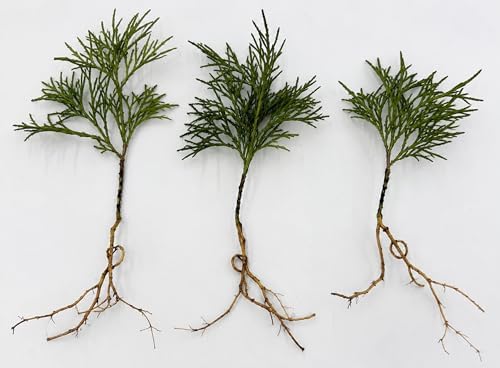 Running Cedar Plants for Growing – Evergreen Groundcover with Soft, Fern-Like Texture - Fan Clubmoss - Grow Your Own Christmas Decor - Seedlings to Plant Your Own (5 Plants) - Image 2