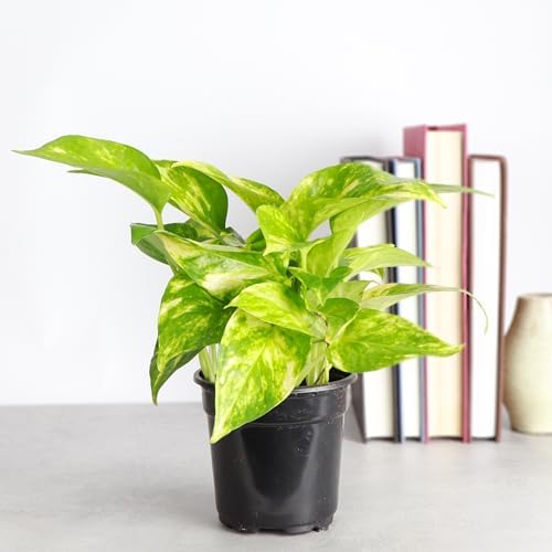 Live Golden Pothos, Indoor Vining Plant, Easy to Grow, 4" Pot - Image 2