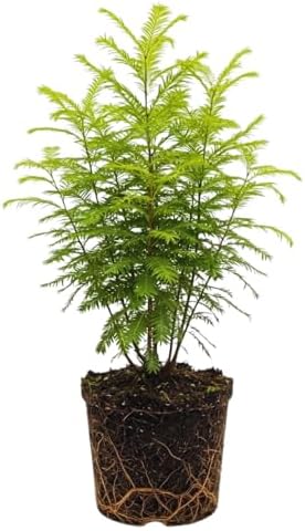 Redwood Tree Live 8-12" Tall in Quart Pot, Fast Growing Redwood Seedling, Low Maintenance, Hardy Ornamental Landscape Tree for Garden & Landscape by GINGERGLOW