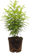 Redwood Tree Live 8-12" Tall in Quart Pot, Fast Growing Redwood Seedling, Low Maintenance, Hardy Ornamental Landscape Tree for Garden & Landscape by GINGERGLOW