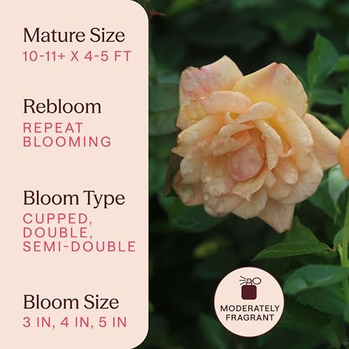 Heirloom Climbing Roses, Live Own Root Plant, Garden Sun™ - Image 6