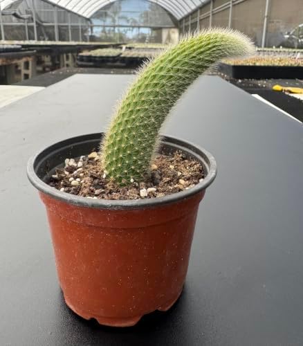 Live Monkey Tail Cactus Plant, 4" Hildewintera colademononis Cacti Plant - Image 2
