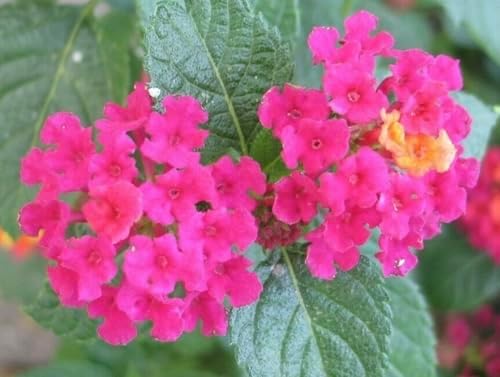 Lantana Plants Live - Carlos Pack of 3 Lantana Live Plants for Planting - 4-6 Inches Tall - Attracts Butterflies, Perfect for Containers, Low Maintenance by Unknown