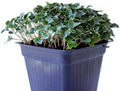 Mountain Valley Seed Co Cauliflower Microgreens Seeds 4 Oz ~32,000 Seeds by MountainValleySeedCompany