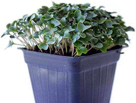 Mountain Valley Seed Co Cauliflower Microgreens Seeds 4 Oz ~32,000 Seeds by MountainValleySeedCompany