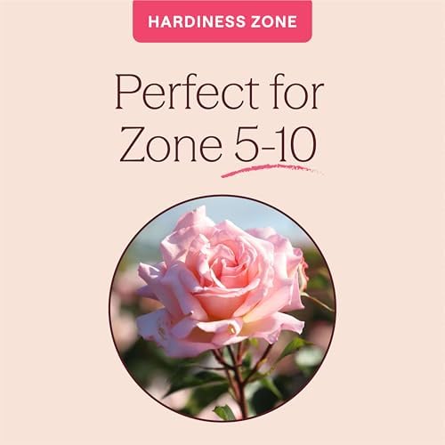 Heirloom Climbing Roses, Live Own Root Plant, Compassion® - Image 5
