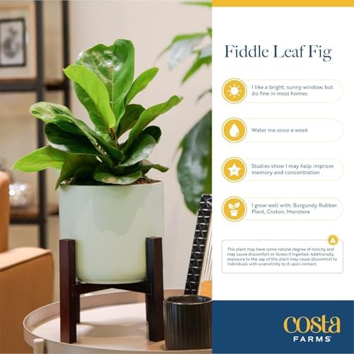 Costa Farms Fiddle Leaf Fig Tree, Live Indoor Floor Plant in Nursery Grow Pot, Clean Air Purifying Houseplant in Potting Soil, Living Room Decor, Housewarming New Home Gift, 3-4 Feet Tall - Image 5