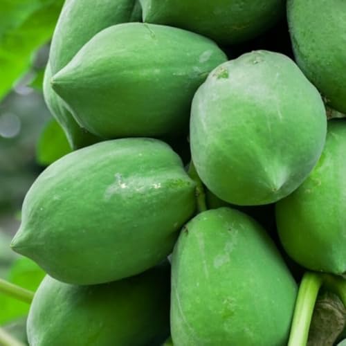 Papaya Seedling Live Plant, Indoor Outdoor Plant, 4-8 Inch Tall - Image 5