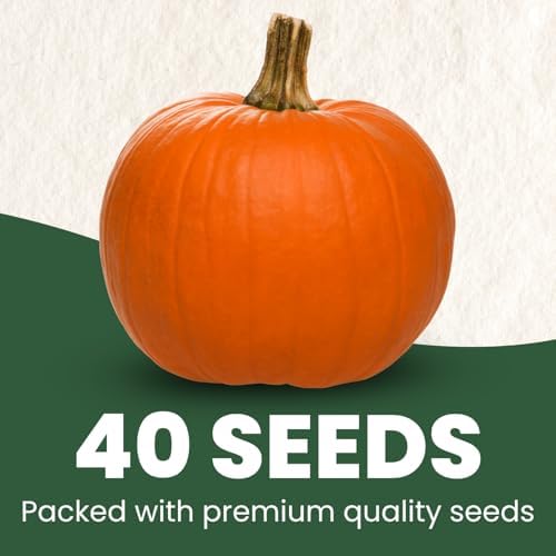 Sugar Pie Pumpkin Seeds – 40 Premium Seeds for Planting – Sweet, Small Baking Pumpkin Variety for the 2026 Season – 6 Gram Pouch - Image 2