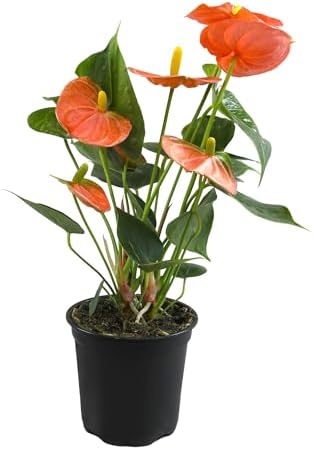 Orange Anthurium Live Plant (Approx. 11-14" Tall), Real Flowers/Unique House Plants in 4" Nursery Pot, Floral Desk Plant, Air Purifying Plants & Cool Gifts for Plant Lovers by Plants for Pets - Image 6