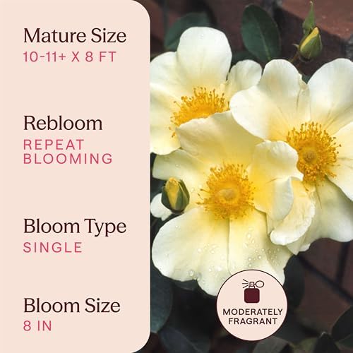 Heirloom Climbing Roses, Live Own Root Plant, Mermaid - Image 6