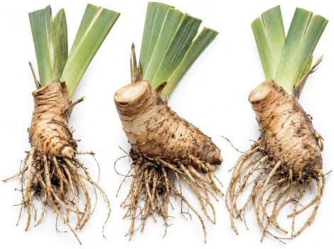 3 Bearded Iris Bulbs for Planting – Large Colorful Perennial Flowers – Hardy Outdoor Garden Plant Rhizomes, Victoria Falls - Image 2