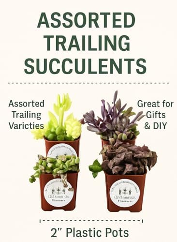 Live Trailing Mystery Succulent | Well Rooted Real Hanging Succulents Planted in 2 inch Pots | Assorted Small Starter Plants for DIY, Home Outdoor/Indoor Wedding or Birthday Gift (4 Pack) - Image 2