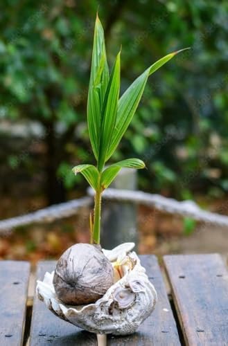 Live Green Dwarf Malayan Coconut Plant Seedling 1 to 3 Feet Tall, Cocos nucifera Plants for Planting, Sprouted Coconut Palm, Ready to Grow Produces Edible Fruits - Image 7