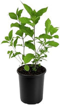 Beautyberry | 1 Large Trade Gallon Size Plant | Callicarpa Americana, Fast-Growing Shrub, Vibrant Purple Berries, Attracts Birds, Ornamental Foliage, Low Maintenance, Perfect for Gardens by FloridaFoliage