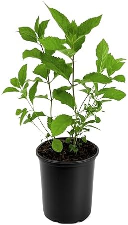 Beautyberry | 1 Large Trade Gallon Size Plant | Callicarpa Americana, Fast-Growing Shrub, Vibrant Purple Berries, Attracts Birds, Ornamental Foliage, Low Maintenance, Perfect for Gardens by FloridaFoliage