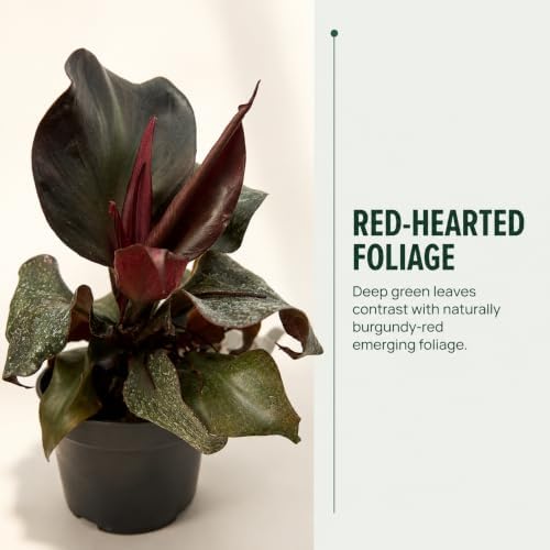 Philodendron Red Heart Live Plant - Fully Rooted Rare Indoor Houseplant - Image 2