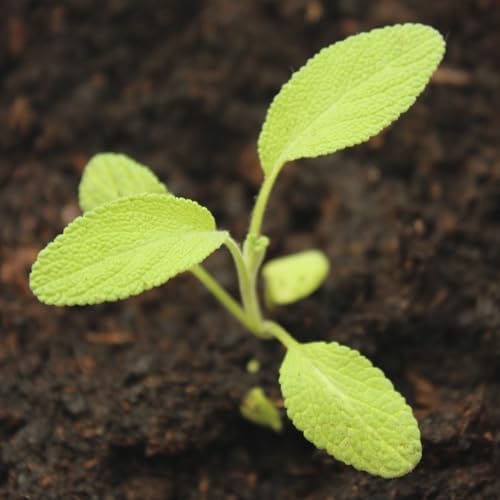 Seed Needs Broad Leaved Sage Seeds to Plant an Herb Garden - 1 Pack - Image 2